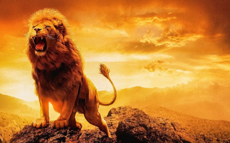 lion, male lion, female lion-4788378.jpg