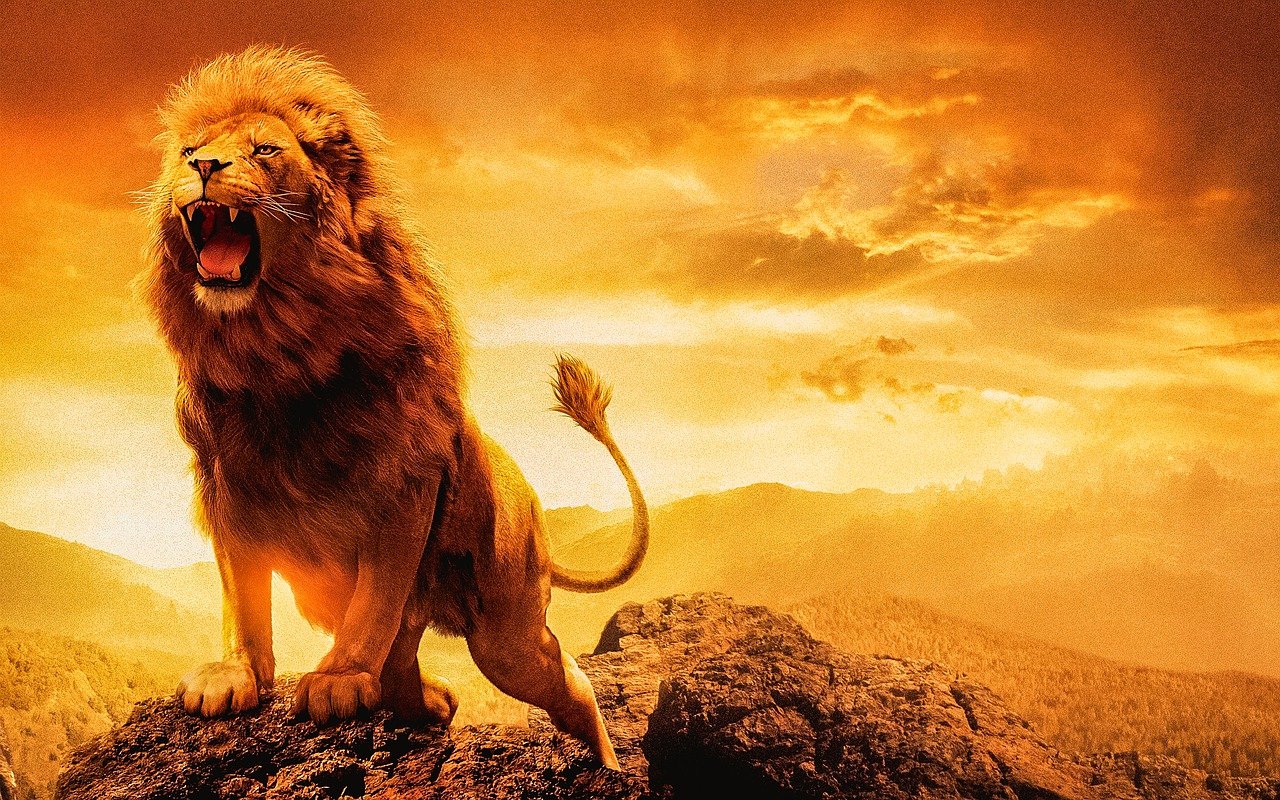 lion, male lion, female lion-4788378.jpg