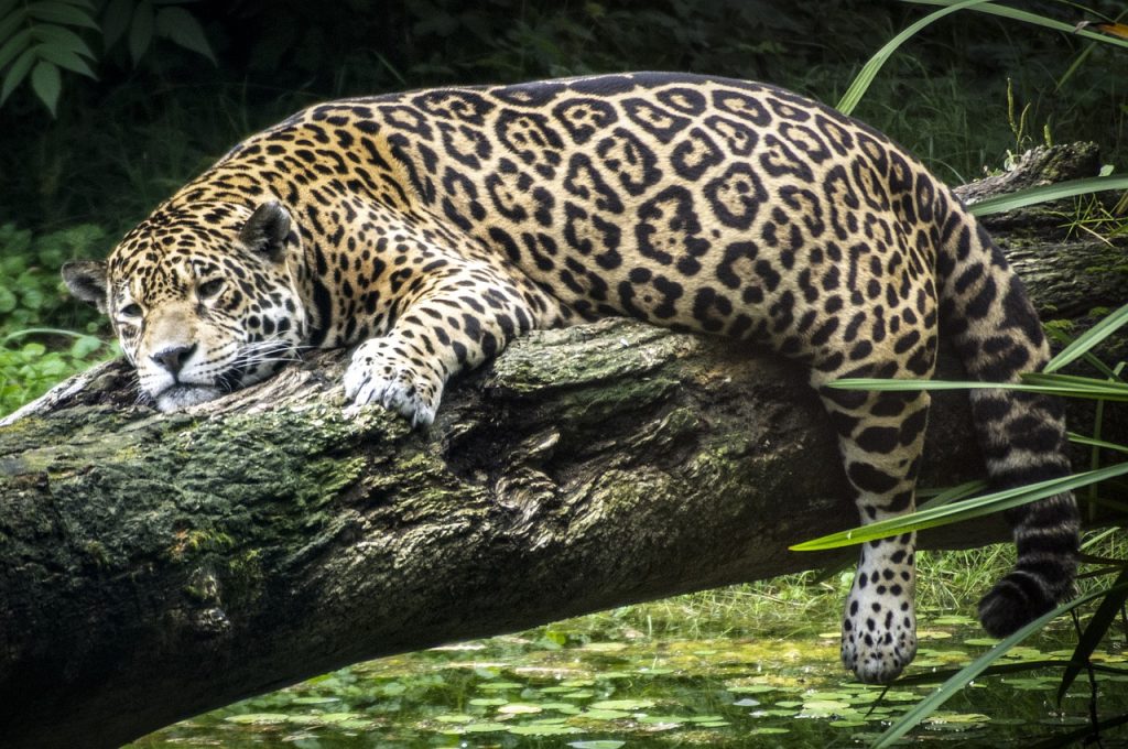 panther, animal, leopard-4547189.jpg