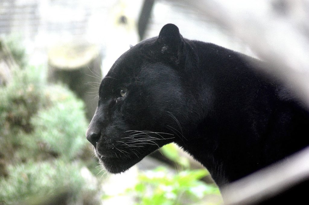 panther, big cat, feline-448975.jpg