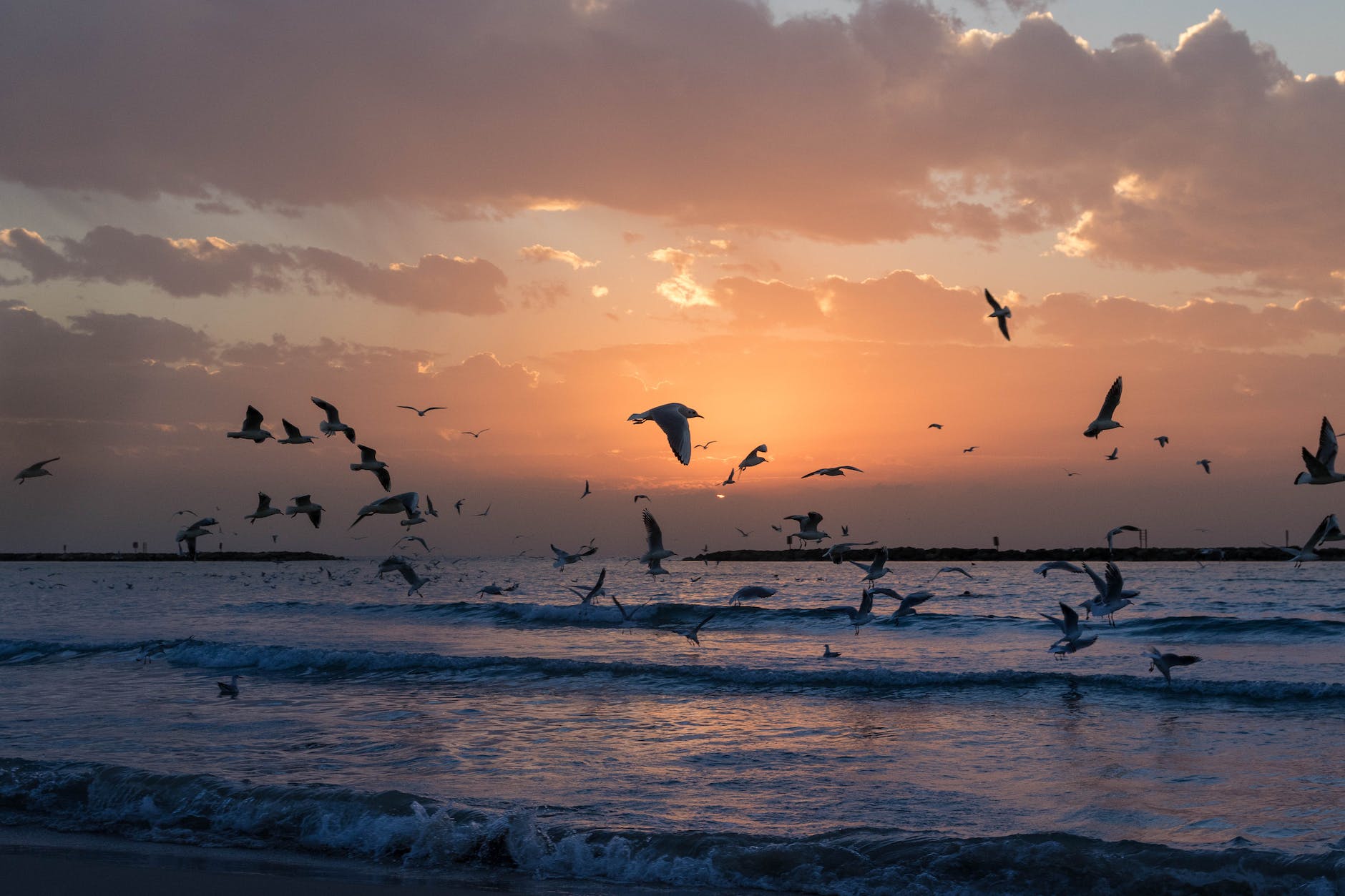 flock of white birds photo during sunset
