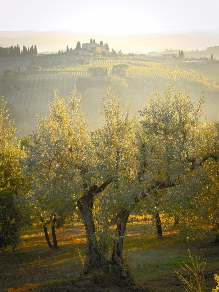 olive grove with a hill in the background in early morning