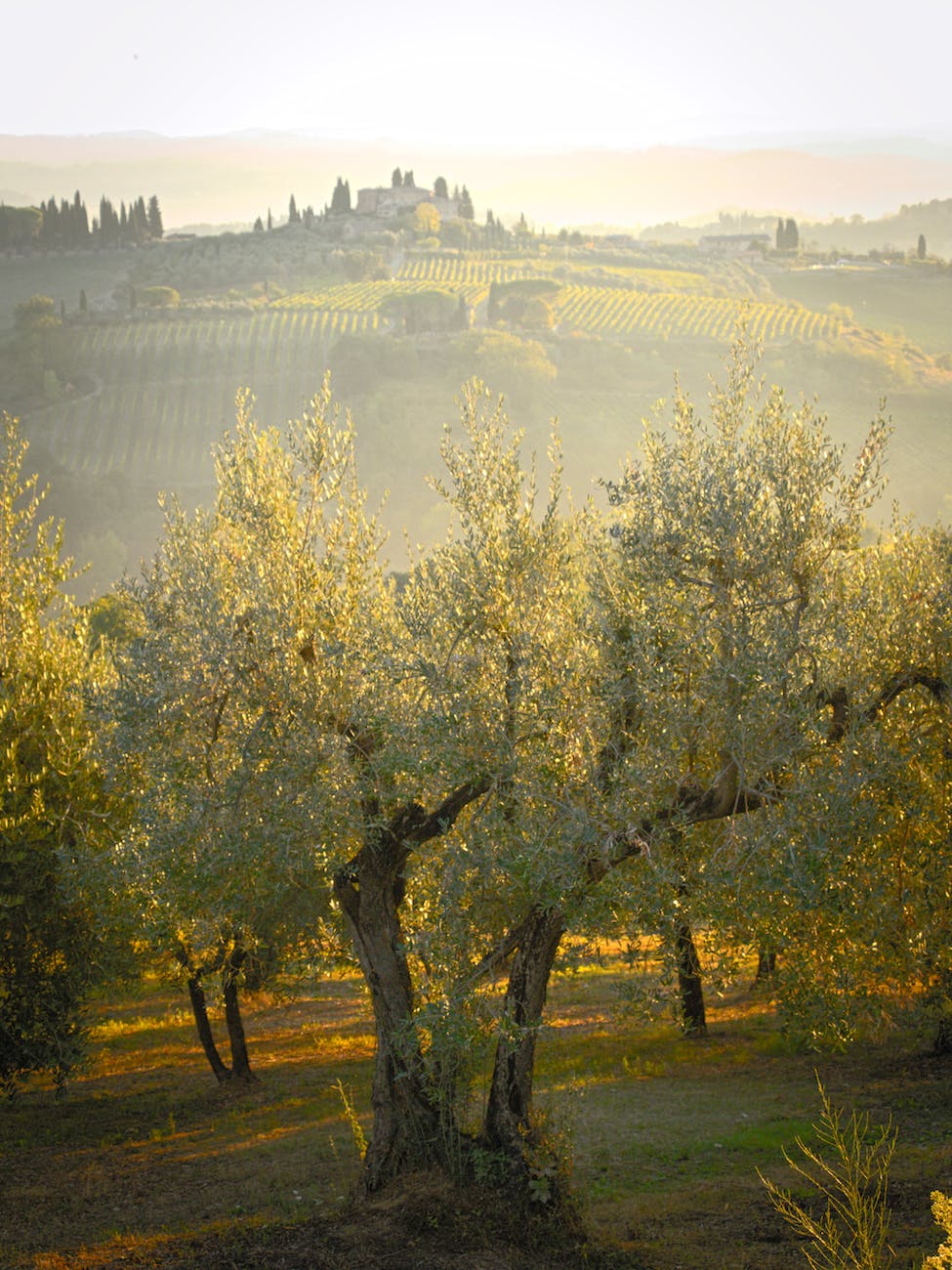 olive grove with a hill in the background in early morning