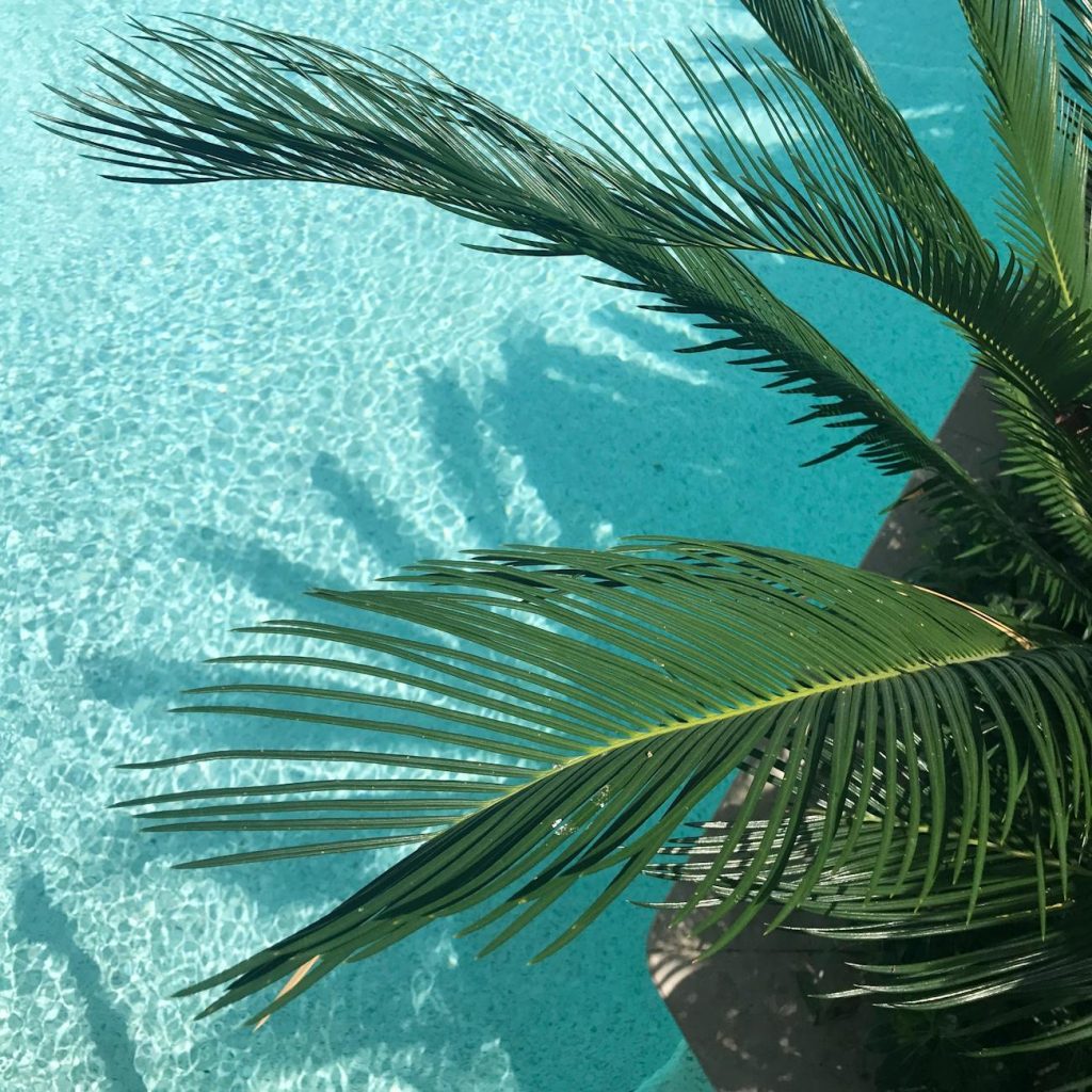 green palm tree