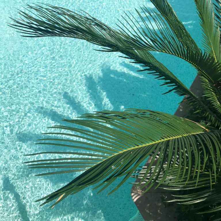 green palm tree