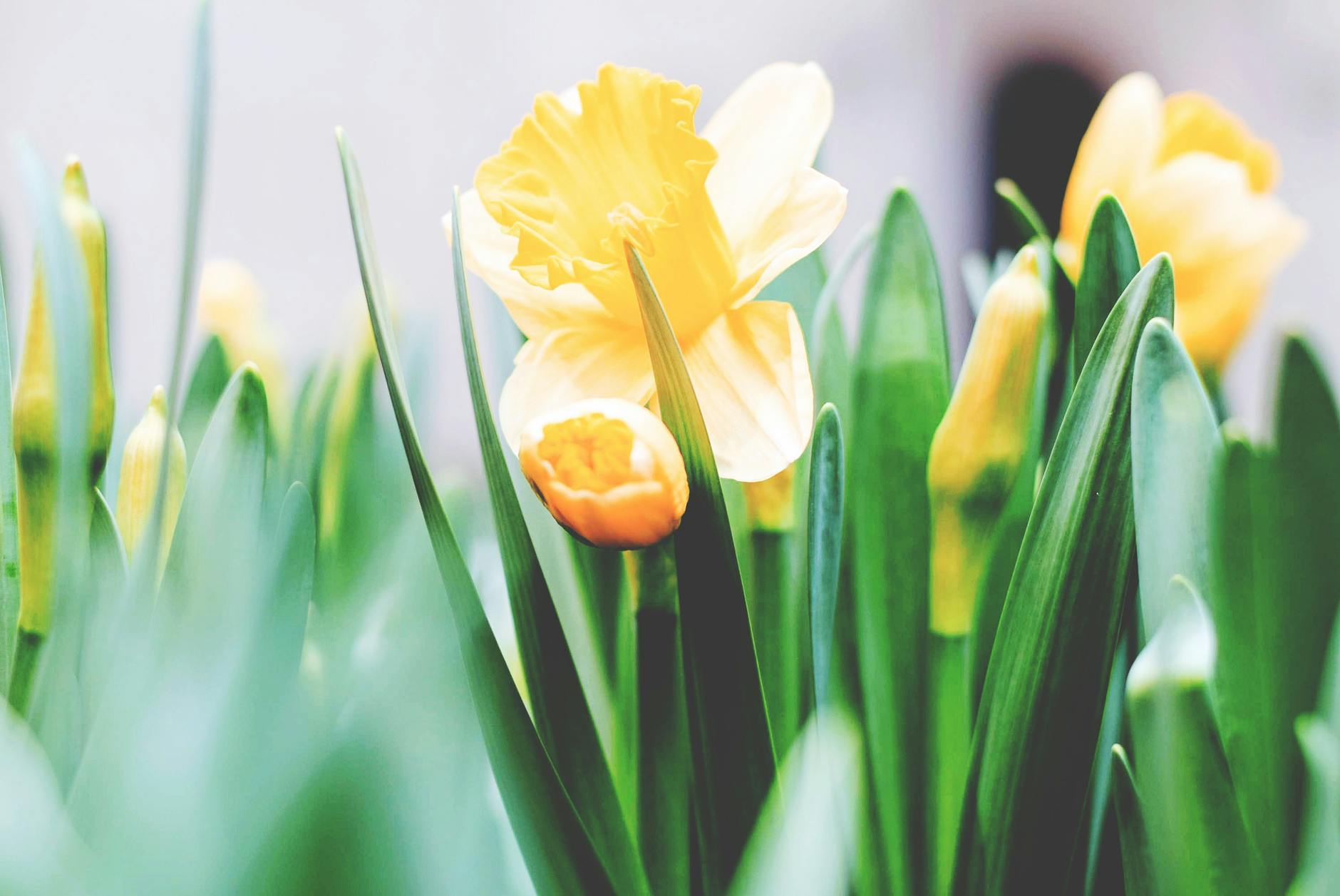 yellow flowers