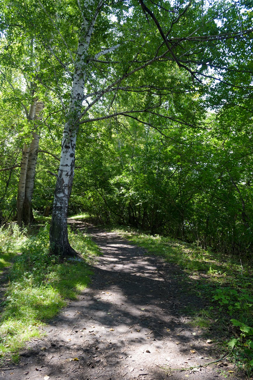 tranquil forest path through lush greenery