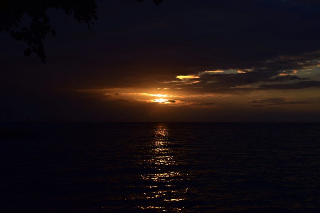 The sun is setting over the ocean with a tree in the foreground