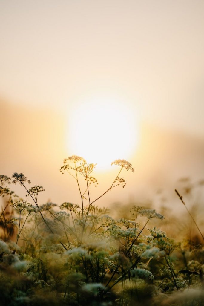 Wildflowers silhouetted against a foggy sunrise.